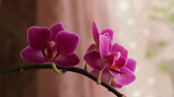 cum faci sa infloreasca din nou orhideea metoda eficienta de stimulare