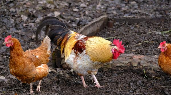 cum scapi gainile de paduchi cele mai eficiente solutii 100prc naturale