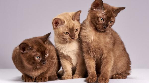 germania salvati de la incendiu de pisici