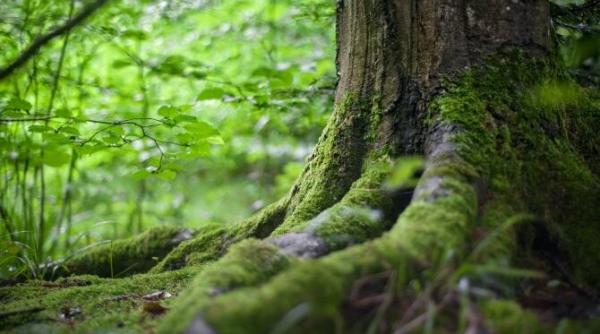 sa fac spume daca stiu