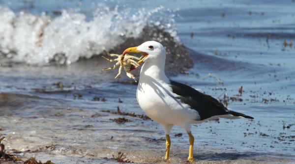 aterizare comica a unui albatros devenita virala pe retelele sociale video