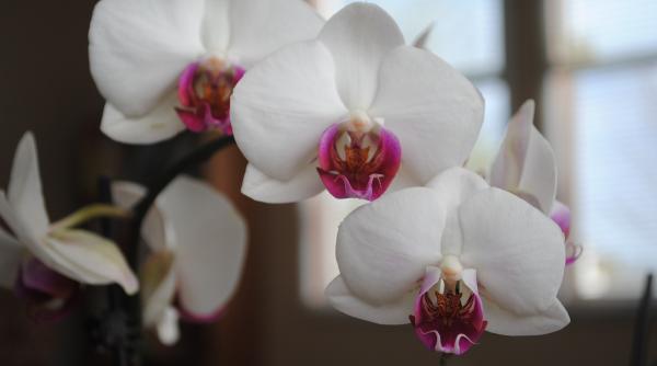 cum se uda corect orhideea trucul folosit de multi care au aceasta floare