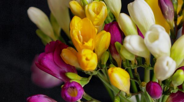 frezii sfaturi utile pentru ingrijire si inmultire cum faci sa aduci primivara in casa ta