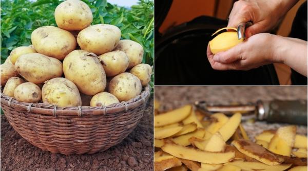 cum cultivi cartofi folosind cojile acestora metoda inedita