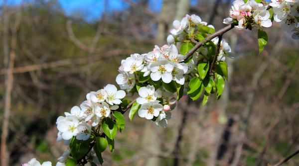 reguli pentru plantarea pomilor prof dr florin stanica unde se greseste multa lume face asta