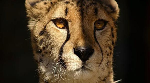 un angajat la zoo care lucra cu girafe si zebre a fost atacat de un ghepard in sua