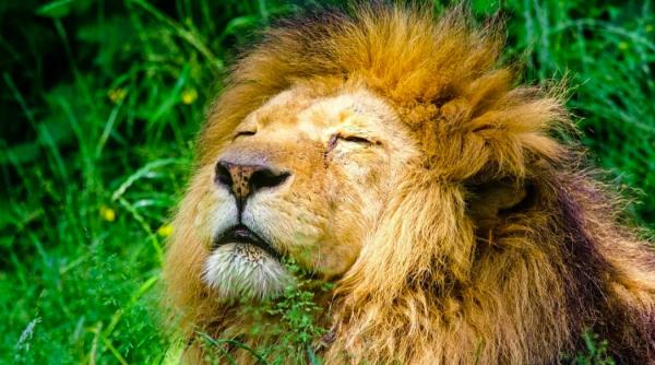 un leu de la o gradina zoologica olandeza a fost sterilizat dupa ce a devenit tata de 5 ori intr un an