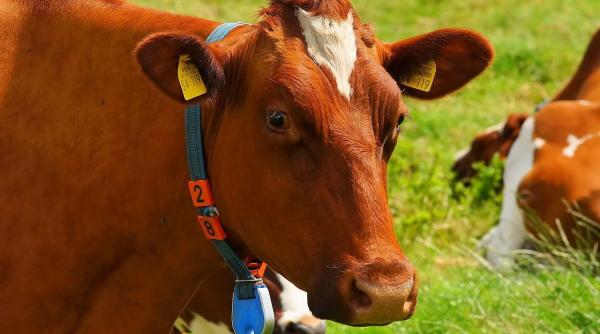 un tanar din iasi a fost acuzat de vecine ca face amor cu vaci