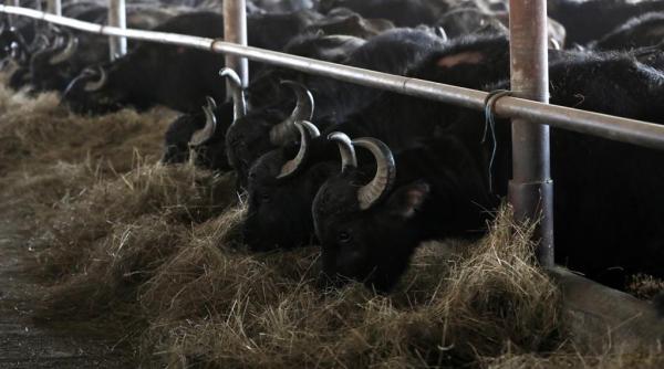 singura ferma de bivolite ramasa in zona fagarasului marcel ciolacu ei sunt cei care trebuie sa beneficieze de sprijinul statului galerie foto