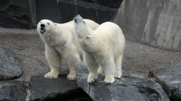 un hotel din china a devenit atractie turistica dupa ce a expus ursi polari