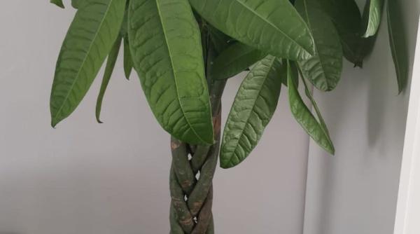 pachira aquatica arborele norocos sau copacul banilor cum se intretine valoarea lui in arta feng shui