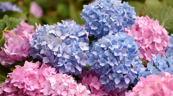 cum schimbi culoarea hortensiei doua metode simple pentru culorile roz si albastru