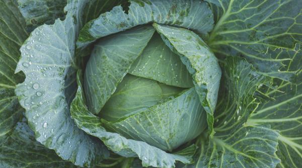 interventie pentru stoparea traditiei murarii verzei in gropi