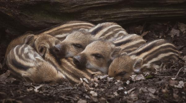 pui de mistret zgribuliti la radacina unui copac foto