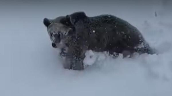 ursul care a alergat un schior s a intors pe partia din predeal video