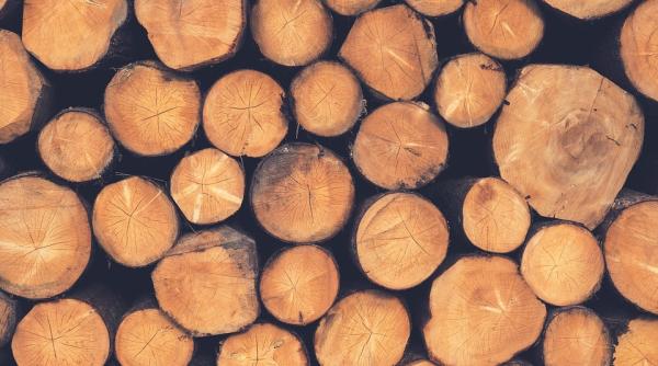 au taiat peste 150 de arbori si au crezut ca scapa isprava a trei vranceni