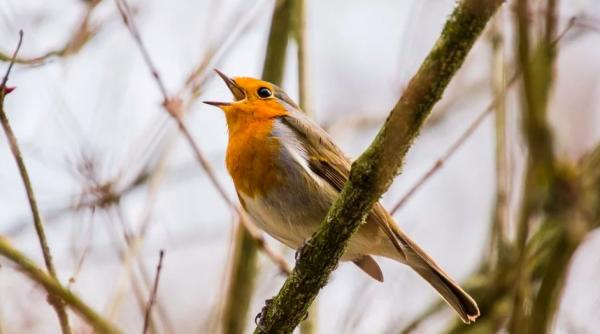 cjue vanarea pasarilor prin acoperirea ramurilor cu lipici ilegala