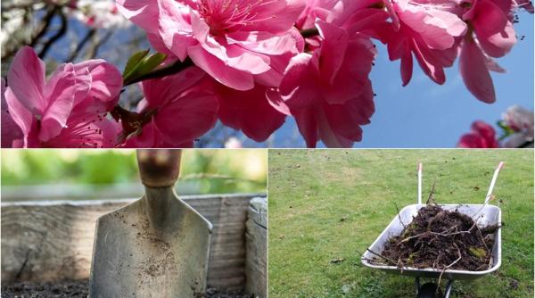 cum se planteaza pomii pregatirea corecta a solului prof dr florin stanica explicatii pas cu pas