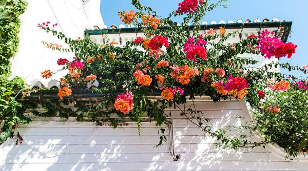 muscate cum se ingrijesc muscatele curgatoare ce trebuie sa faci daca vrei sa stimulezi inflorirea