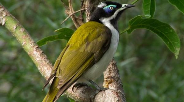 o pasare cantatoare este atat de amenintata de disparitie incat uita cum sa cante