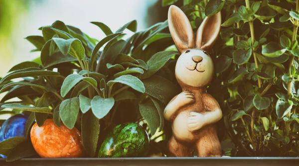 pasti 2021 reteta tarta cu ficat de miel