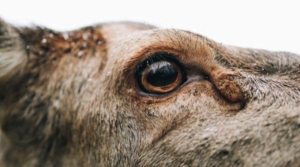 imagini spectaculoase cu cinci cerbi intr o padure din suceava