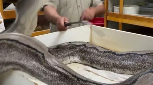 ingrijitor de la zoo atacat de un piton urias video