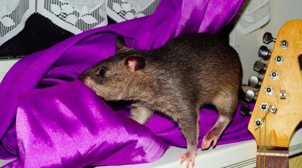 locuitorii din manchester terifiati de sobolani giganti cainele meu chihuahua aproape a fost mancat