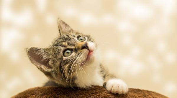 noua tulpina britanica a fost depistata la o pisica din italia