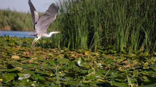 se cauta guvernator pentru delat dunarii profilul candidatului