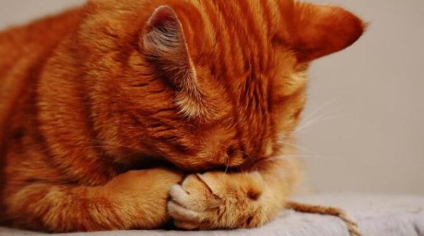 tulpina britanica a coronavirusului gasita la o pisica in italia