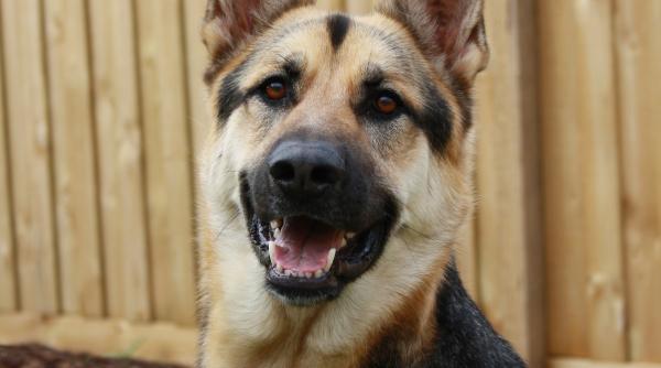 un caine politist a descoperit marijuana in valoare de 8 milioane de dolari