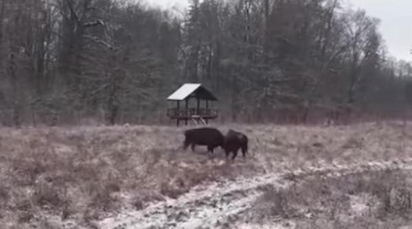 doua turme de zimbri  intalnire de gradul zero in parcul natural vanatori neamt   video