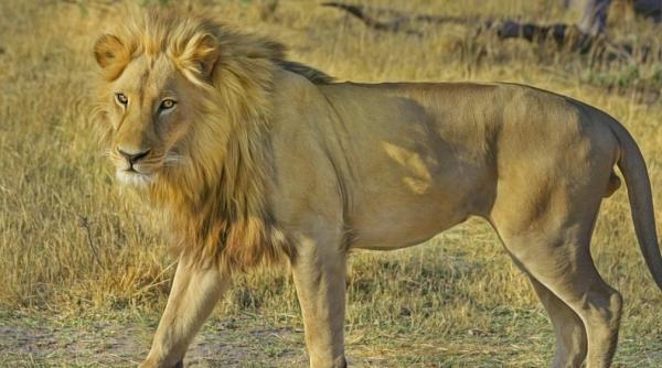 lei din uganda gasiti decapitati si fara labe inconjurati de vulturi se ia in calcul otravirea