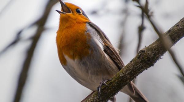 pasarile au probleme cu invatarea cantecelor  succesul masculilor la cucerirea femelelor  afectat   studiu