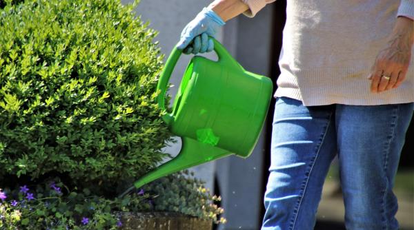 cum folosesti apa de la aerul conditionat la flori vei fi multumit