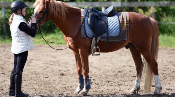 calul intelege mai bine daca i se vorbeste ca unui bebelus studiu