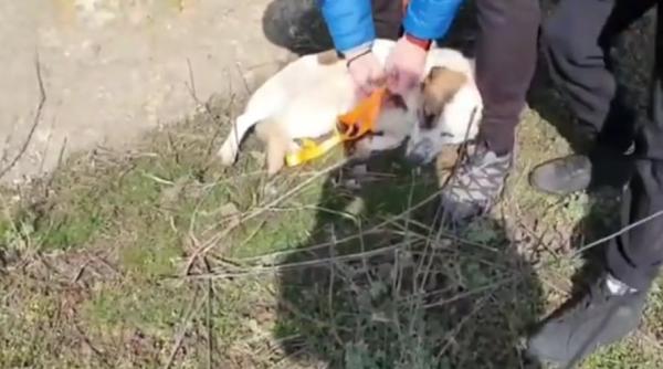 doi copii din vaslui au salvat un catel cazut intr o fosa septica video emotionant