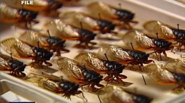 4 milioane de americani afectati de un roi imens de cicade care va iesi la suprafata in luna mai fenomen produs odata la 17 ani video