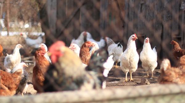 cum faci un cotet pentru gaini tot ce trebuie sa stii