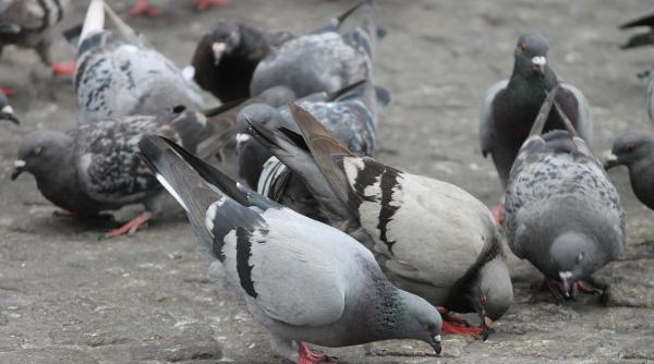 o femeie moarta de trei saptamani a fost gasita intr o locuinta din iasi printre porumbei