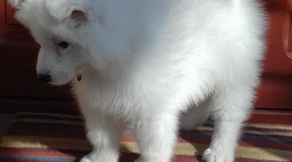 caine mort dupa ce a inghitit mai multe masti aruncate pe strada veterinarii eroare grava cei de la clinica facultatii de medicina veterinara s au crucit