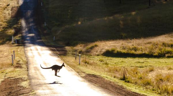 un stramos al cangurului capabil sa se catere in copaci