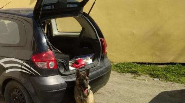 caine legat si abandonat intr un autoturism fara apa sau mancare