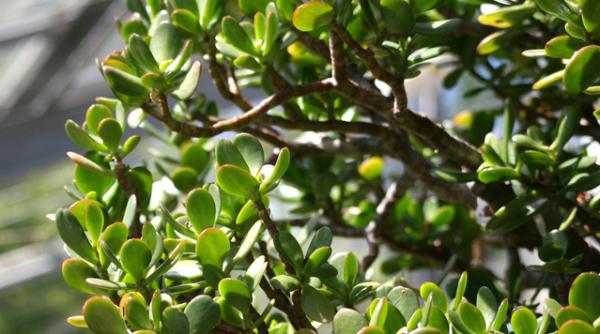 copacul cu bani arborele de jad sau crassula ovata planta norocoasa a grecilor in feng shui atrage banii