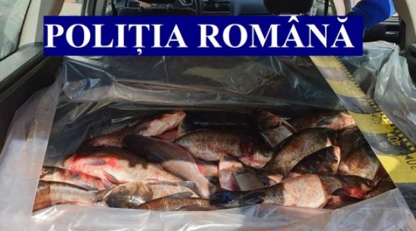 peste 1 5 tone de peste au fost confiscate de politisti intr o singura zi