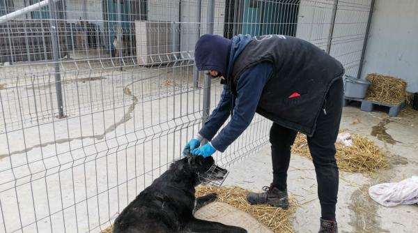 spitalul animalelor orfane din galati isi suspenda activitatea din cauza covid 19