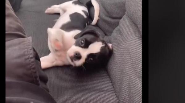 video viral cum arata un caine care a mancat o albina