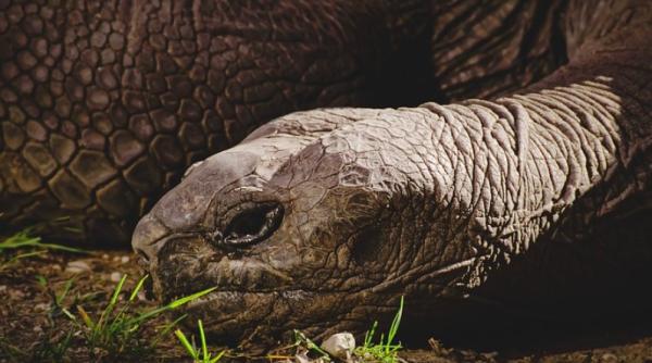 185 de testoase din gal pagos descoperite pe aeroport intr o valiza vietatile se vand cu 5 000 dolari bucata