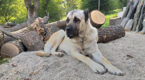 italia a inceput un studiu cu caini pentru detectarea covid 19 prin miros